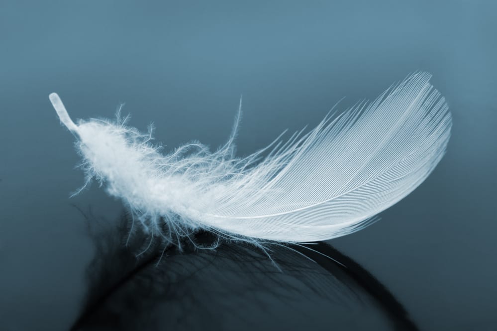 White feather sitting on shiny surface