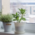 Three houseplants on windowsill