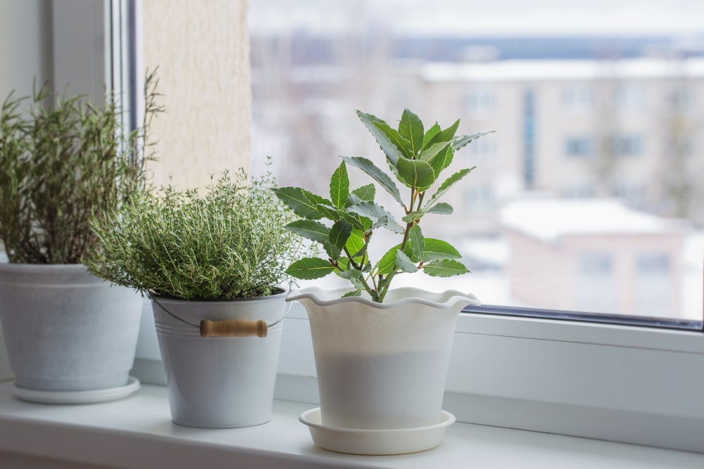 Three houseplants on windowsill