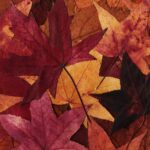 Pressed-autumn-leaves